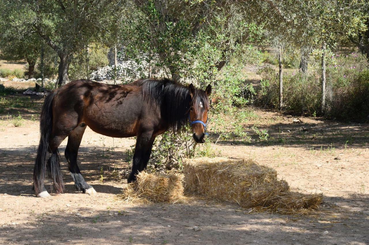 Le Palombelle Casa Vacanze Otranto Dış mekan fotoğraf